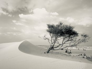 Tree on snow covered land against sky