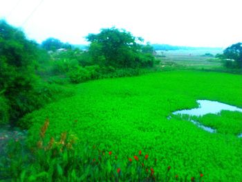Scenic view of grassy field