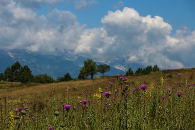 Purple flowering plants on land against sky