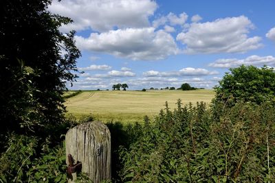 Scenic view of field against sky