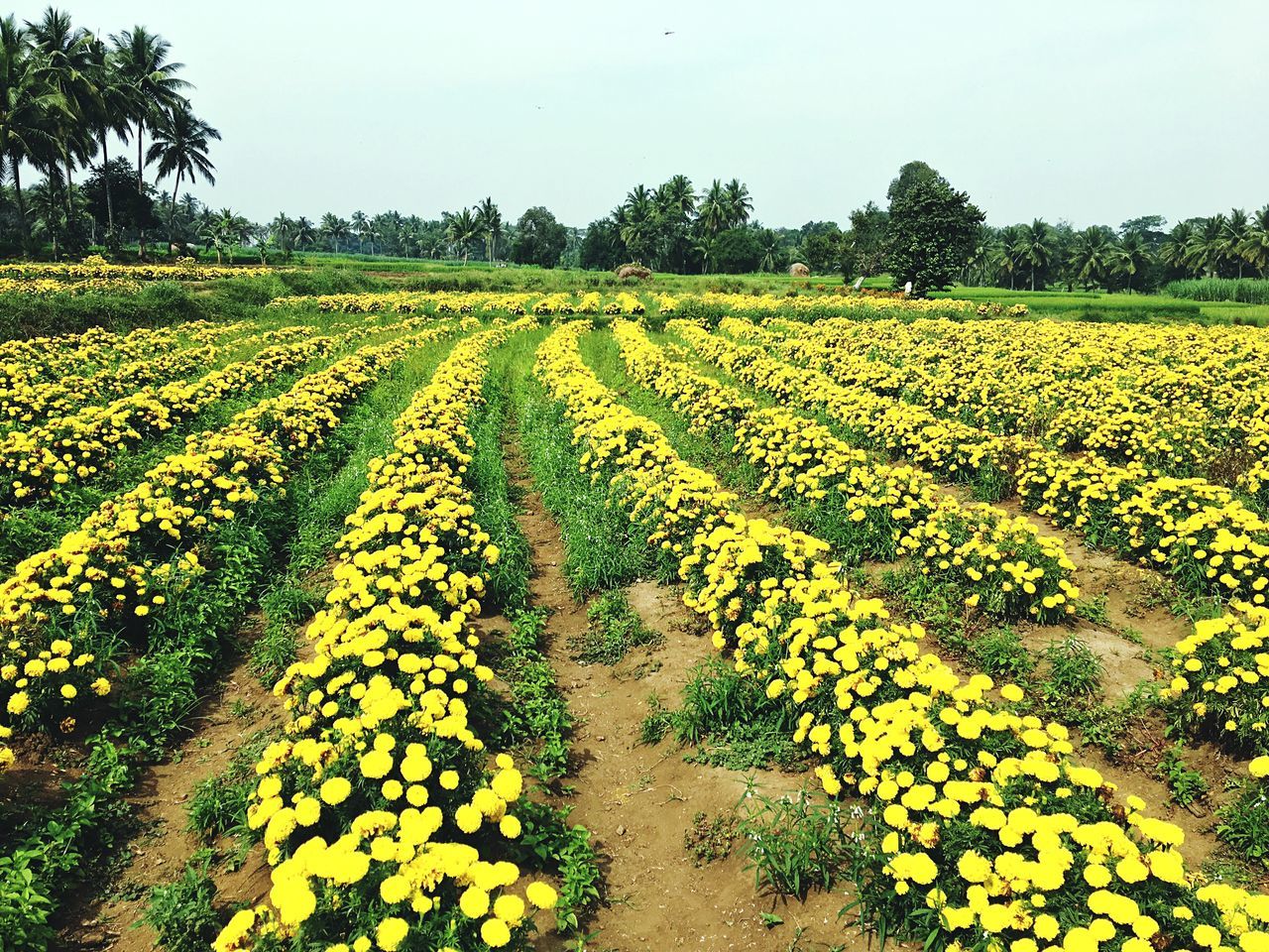 SCENIC VIEW OF YELLOW FLOWERS GROWING IN FIELD