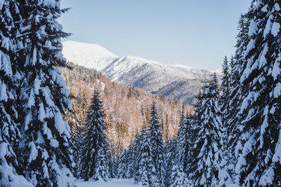 Pine trees on snowcapped mountains against sky