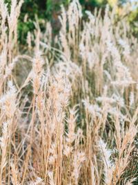 Close-up of wheat growing on field