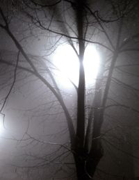 Sun shining through trees