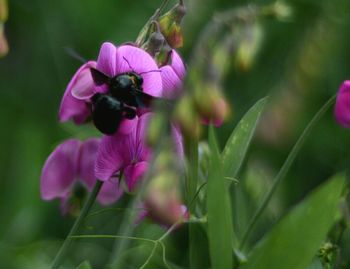 Close-up of insect on pink flower