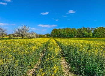 Scenic view of field against sky