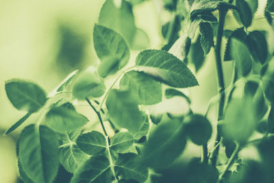 Close-up of fresh green leaves