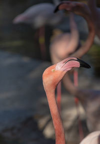 Close-up of bird