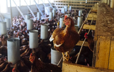 Close-up of rooster in cage