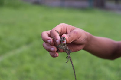 Gecko in hand