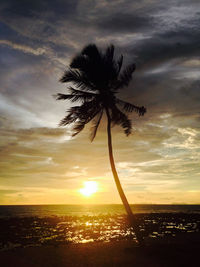 Silhouette of palm trees against cloudy sky