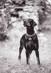 Close-up of dog standing on field