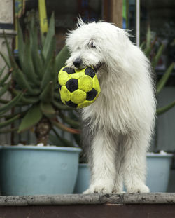 Close-up of dog by ball on field