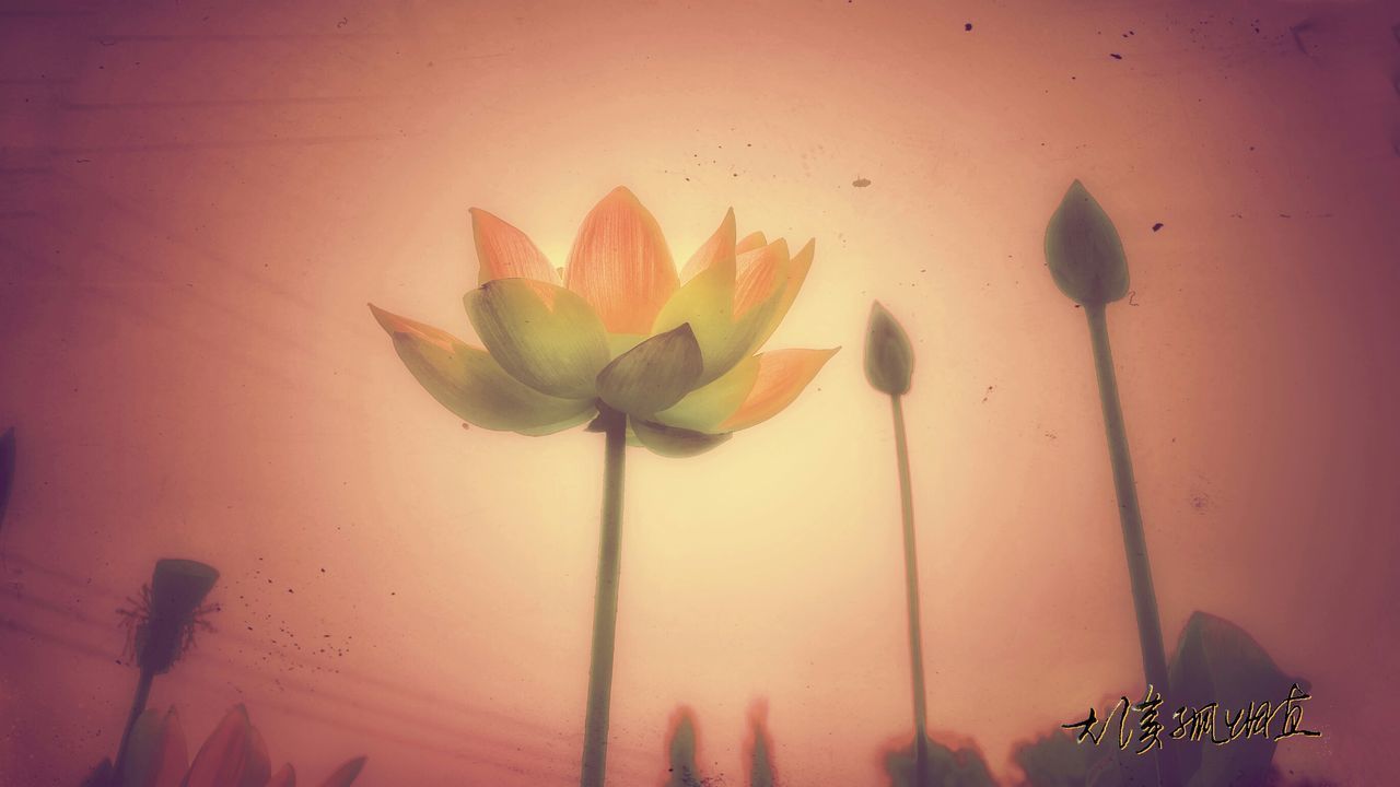 CLOSE-UP OF LOTUS FLOWER BLOOMING AGAINST SKY