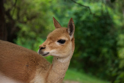 Close-up of a squirrel