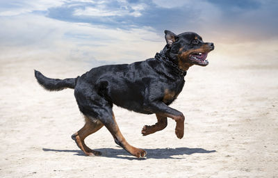 Dogs running on beach