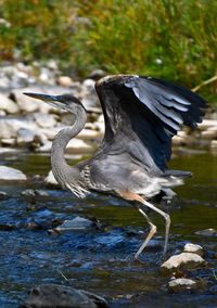 High angle view of gray heron perching on lake