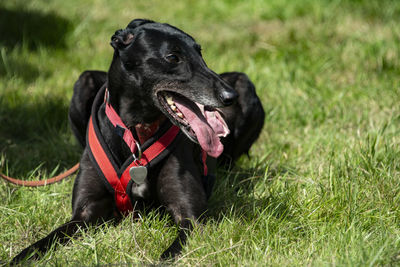 Black dog looking away while sitting on land