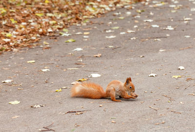 Red squirrel found a walnut in the fall.