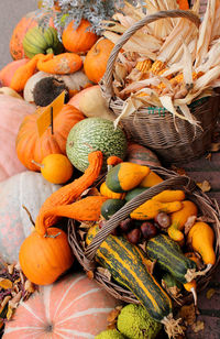 Different types of pumpkins and squashes with shining colours end shapes 