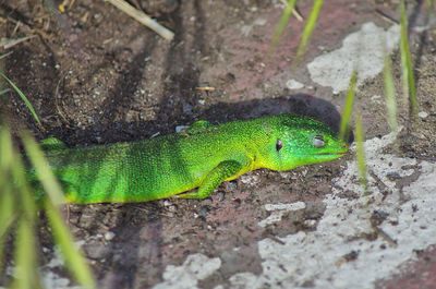 High angle view of green lizard on land