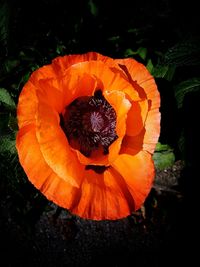 Close-up of orange flower