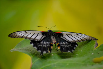 Butterfly on leaf