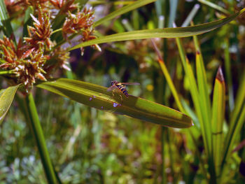 Close-up of insect on plant