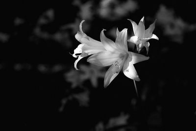 Close-up of white flowering plant against black background