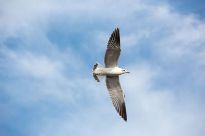 Low angle view of bird flying against sky