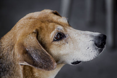 Close-up of dog looking away