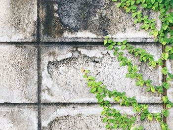 Close-up of ivy on wall