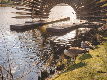 Birds swimming in lake