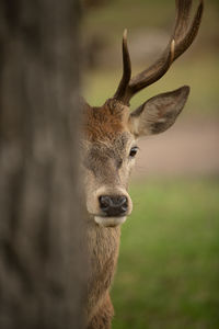 Close-up portrait of deer