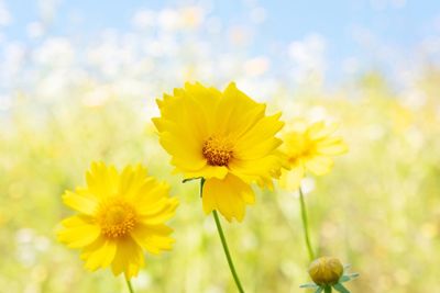 Close-up of yellow flowering plant on field