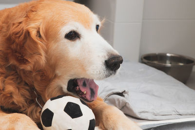 Close-up of a dog looking away