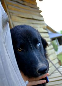 Close-up of black dog