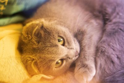 Close-up portrait of a cat