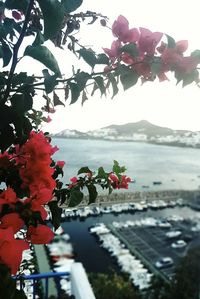 Close-up of pink flowers growing on branch
