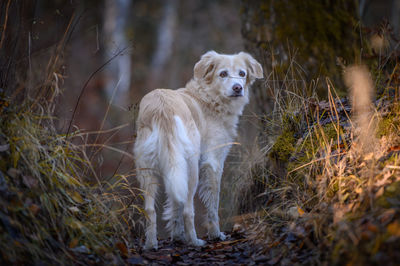 Dog standing on field