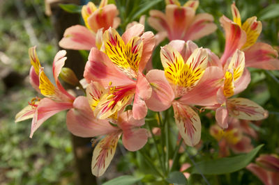 Close-up of flowering plant