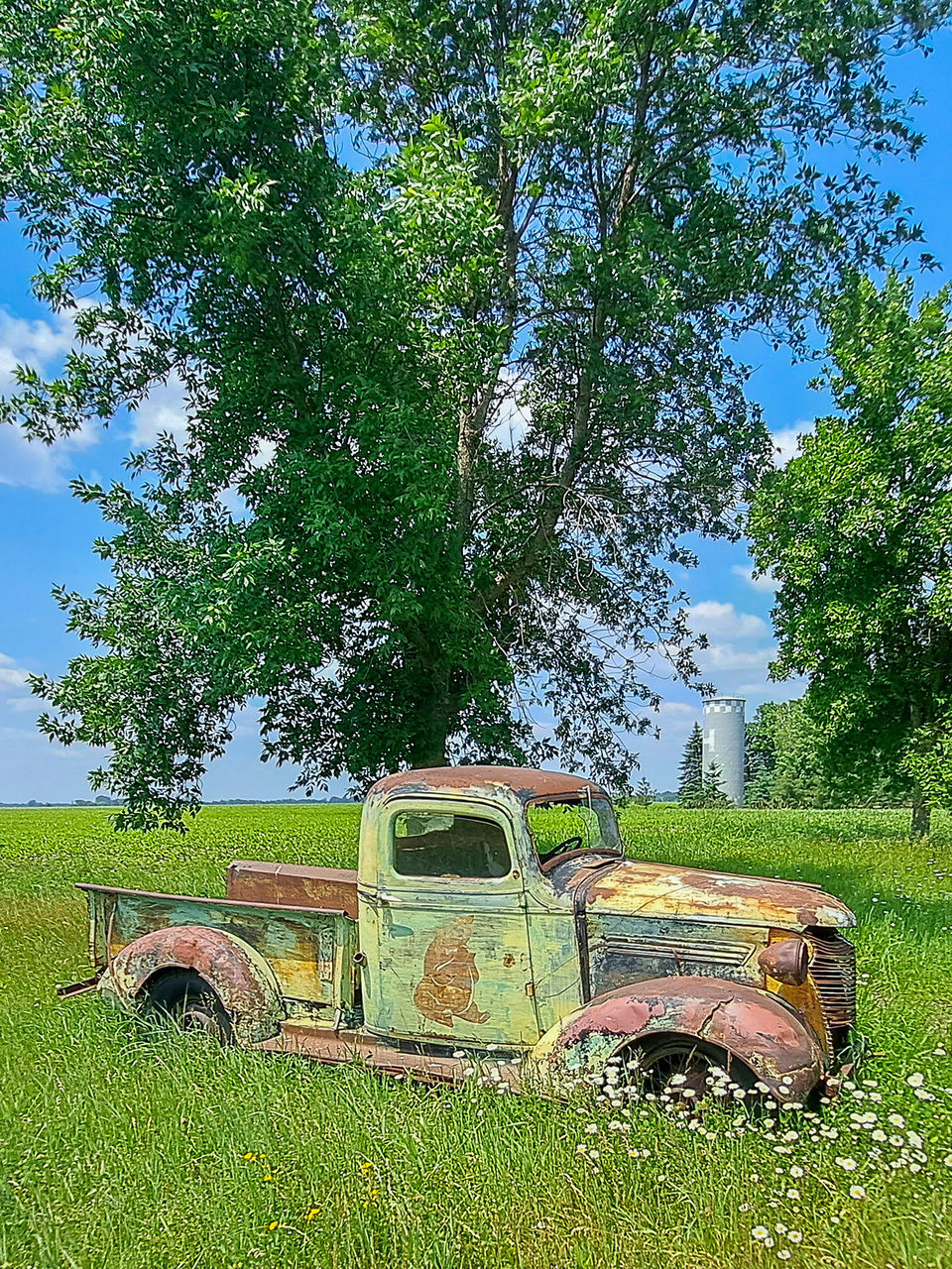 plant, tree, mode of transportation, transportation, green, land vehicle, nature, grass, field, day, land, vehicle, sky, motor vehicle, rural area, growth, no people, landscape, abandoned, lawn, car, rural scene, old, agriculture, meadow, agricultural machinery, agricultural equipment, outdoors, farm, tractor, damaged, rusty, off-roading, sunlight, history, truck, pasture
