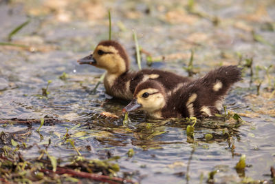 Little brown baby muscovy ducklings cairina moschata flock together in a pond in naples, florida 