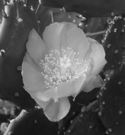 Close-up of flowers