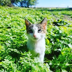 Portrait of cat against plants