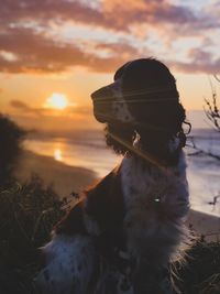 Dog looking at sunset