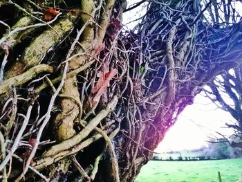 Bare trees against sky