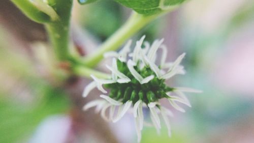 Close-up of fresh flower in field