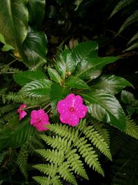 Close-up of pink flowers blooming outdoors