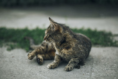 Cat lying down on footpath